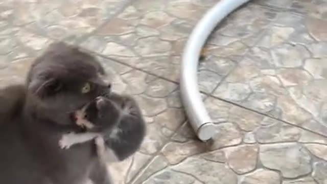 Momma Cat carries baby kitten in its teeth #shorts