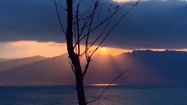 old tree seaside sunset