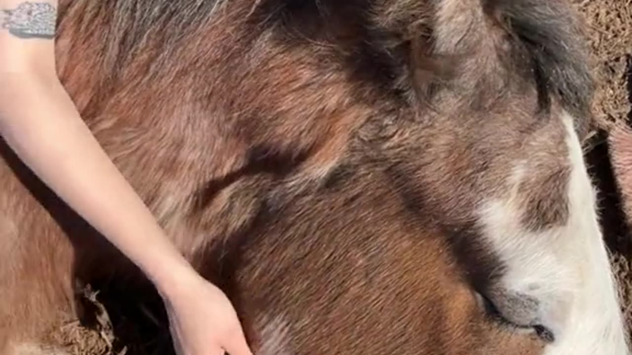 Sleepy Clydesdale Takes a Nap on a Girl's Lap