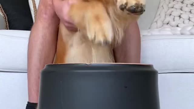 golden retriever puppy funny playing instrument๐๐๐๐๐ฅ