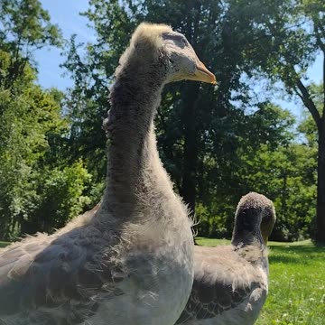 Goose reaction To John Denver