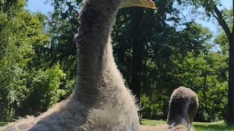 Goose reaction To John Denver