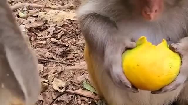 Lovely monkey 🐒🐒 short video