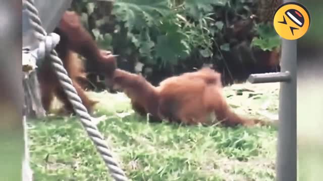 Cute wild animals, try not to laugh