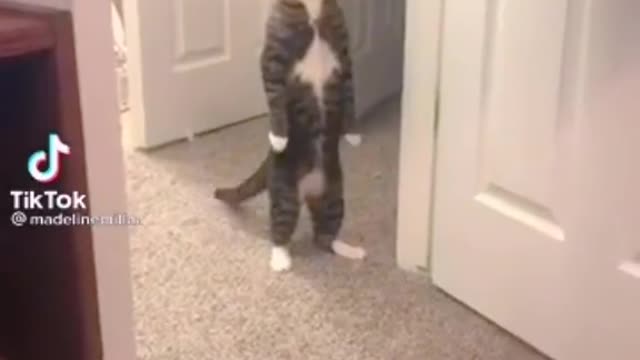 Cute cats make very, very funny movements and clips