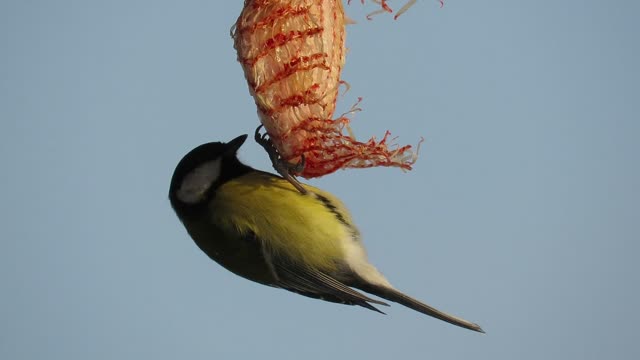the magic of birds when it comes to foraging