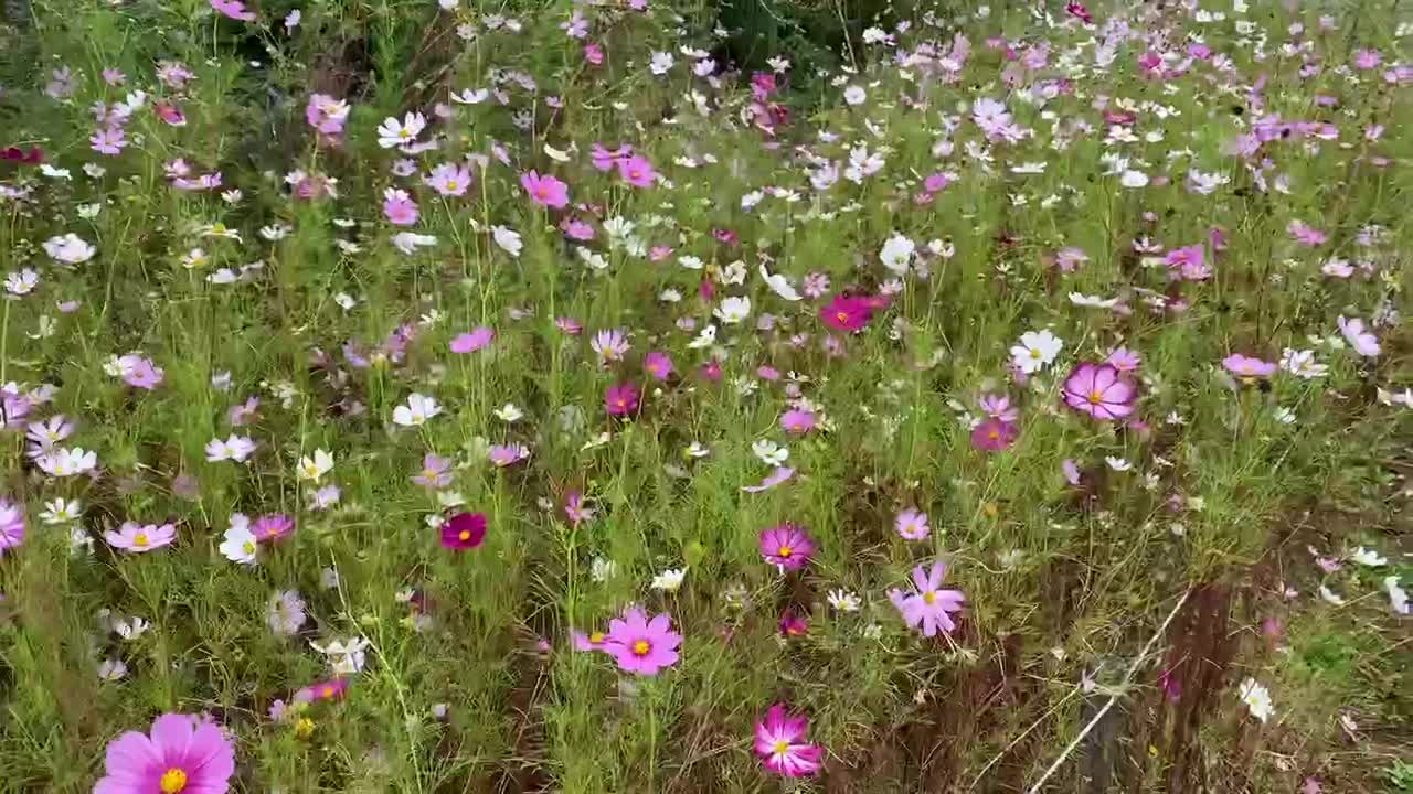 Mexican Aster(cosmos)