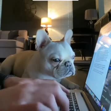 O cachorro de vocês também corrige quando escrevem algo errado?? .