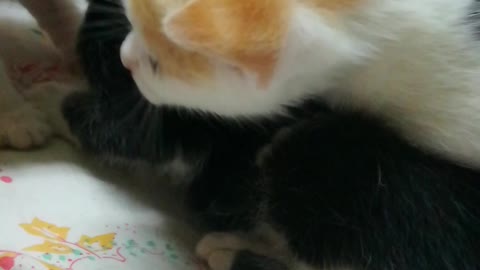 Cute Triplet Kittens On Bed