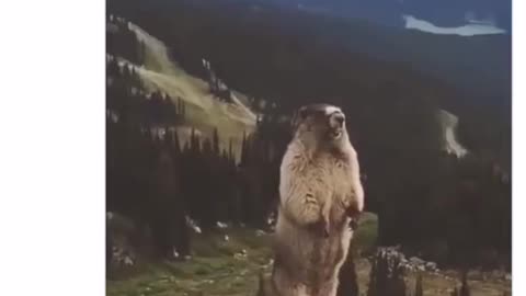 Russia Russia Russia