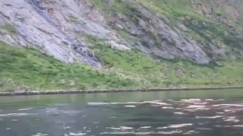 Amazing orca encounter in norway