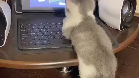 My cat watching tome jarry cartoon | cat funny video