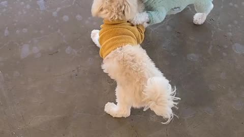 Little puppies having fun