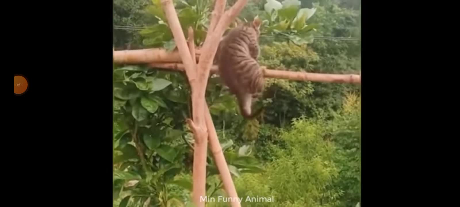 Animal playfulness that you have never seen before