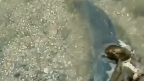 This is a beautiful and charming water-dwelling species