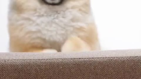 cute puppy smile with funny Moments his life & enjoy his life