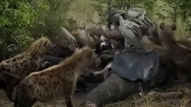 It was the lions. I thought why were they scared