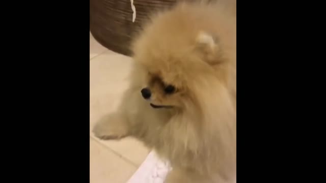 Funny and Cute Pomeranian