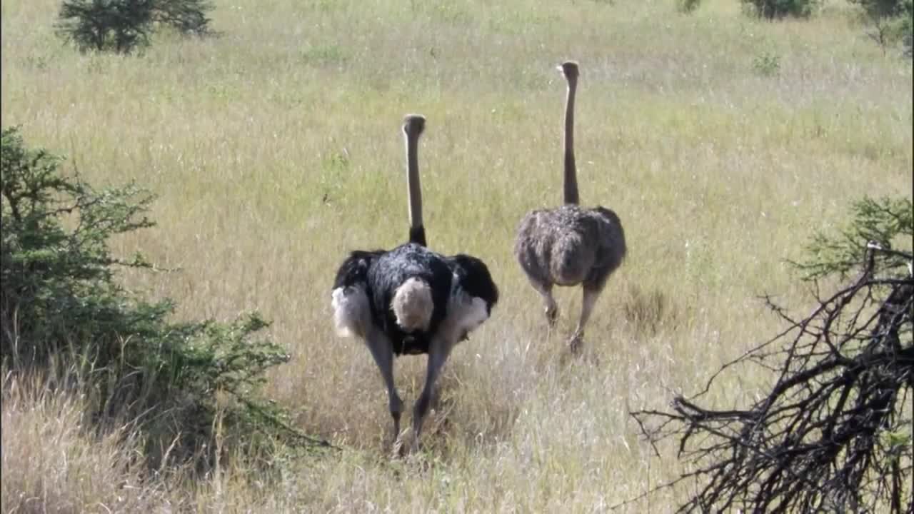 Three Cheetahs Vs Ostrich _ Life _ BBC E