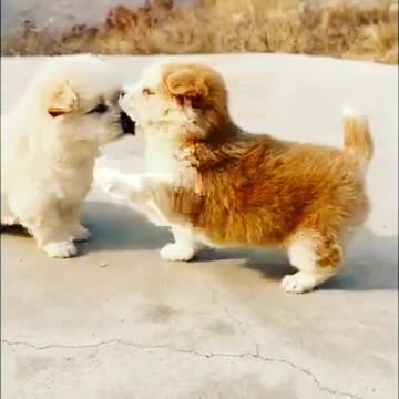 Cute Puppies Doing Funny Things 2021 Cutest Dogs#02