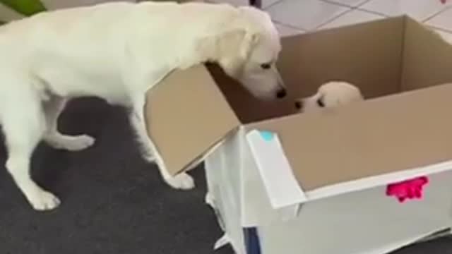 Little Surprise