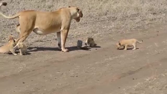 Lion Cubs