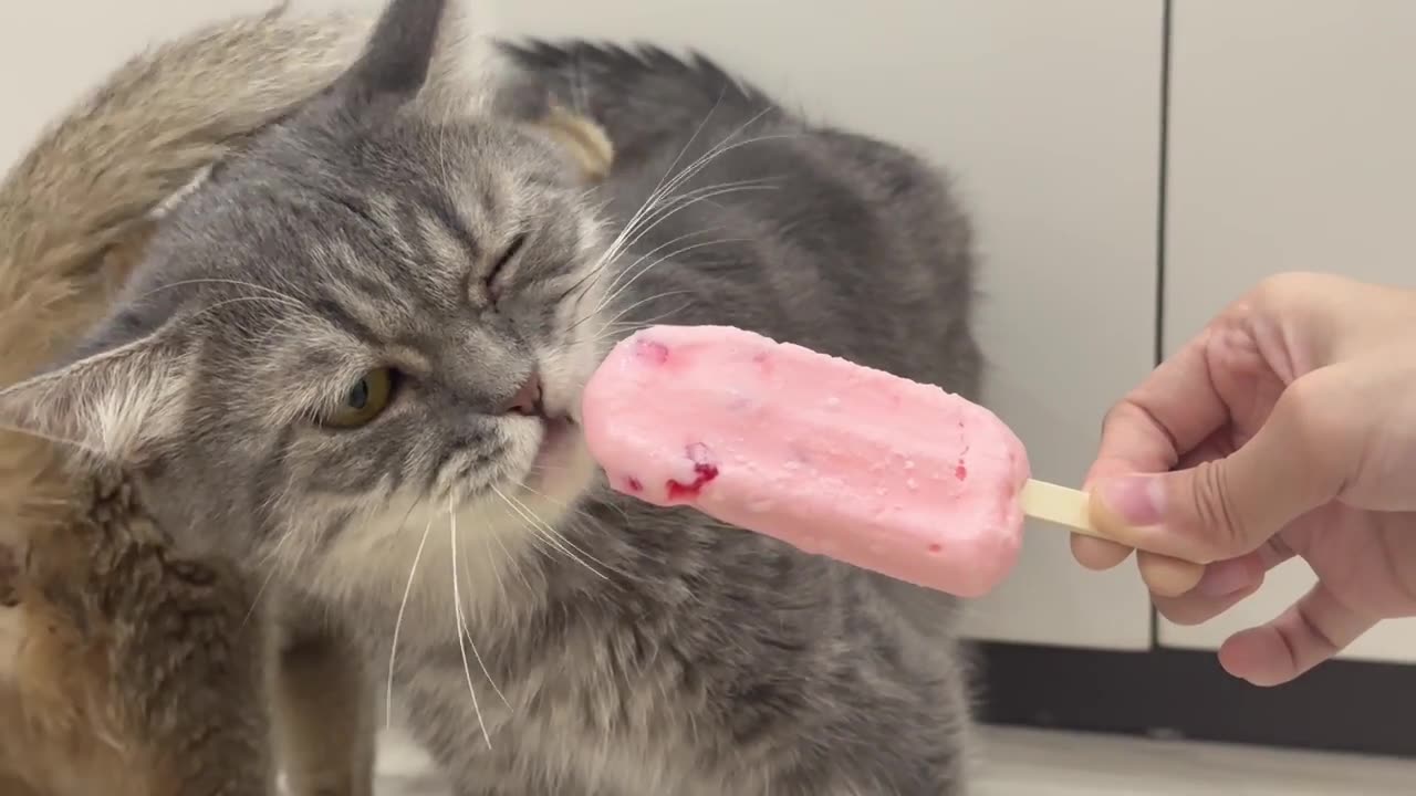 That's what happens when you give a cat ice cream