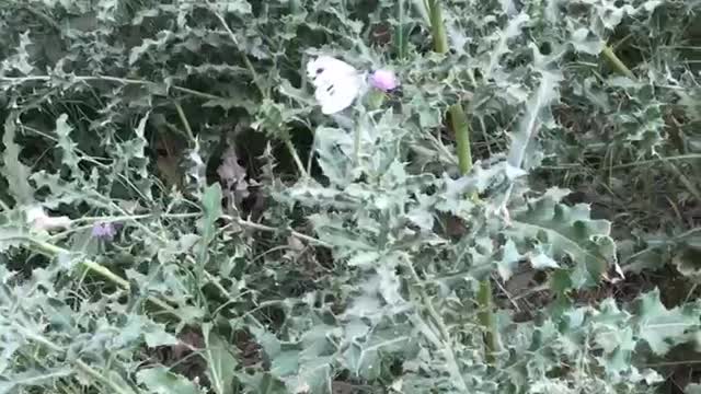 Butterfly taking juice from flowers , what a beautiful video make nature sense