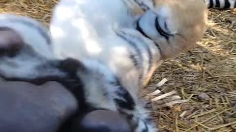 Belly rubs!! Even if it only lasts for 0.5 seconds!