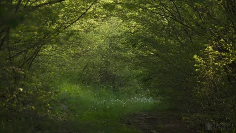 Springtime Bird Song - Relaxing Nature Video & Sounds