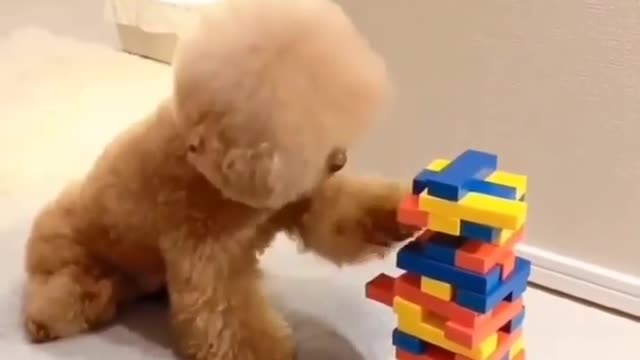 My puppy arranging blocks😍looks cute😘