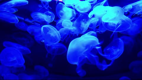 Some amazing views of jellyfish in the water. Another world in the water.
