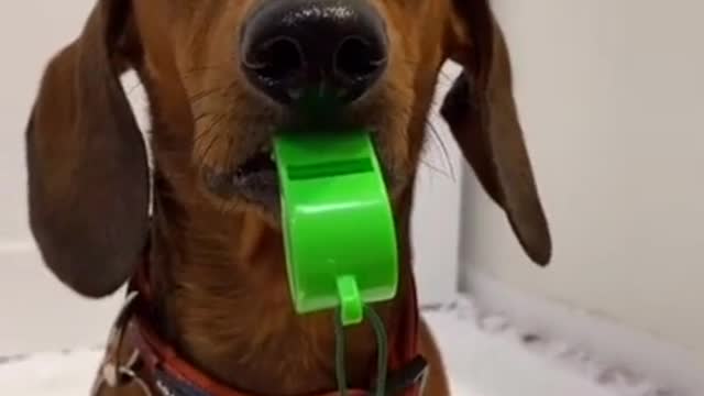Funniest Dogs