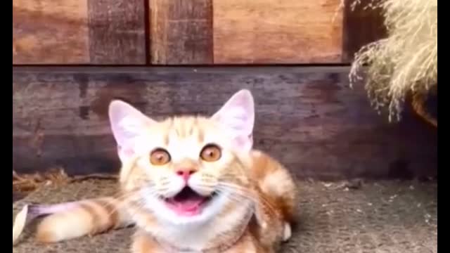 Fun pet moment