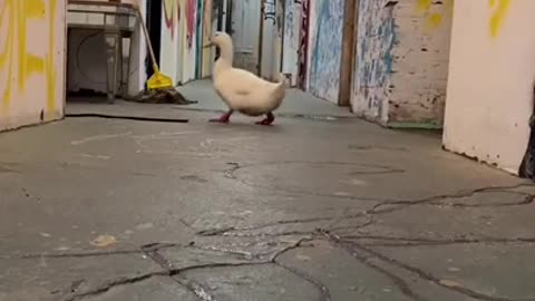 Pet ducks roam around the house