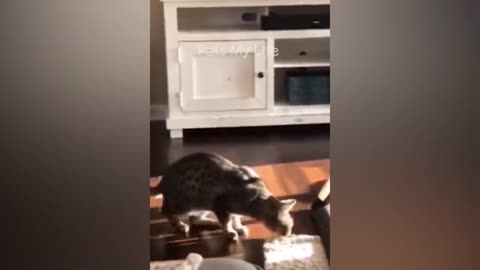 New Funny Animals 2023 😍😁 Funniest Cats and Dogs Videos 😹🐶