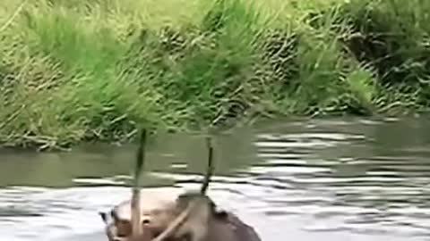 Lion attack waterbuck