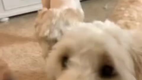 Afraid of stapler remover