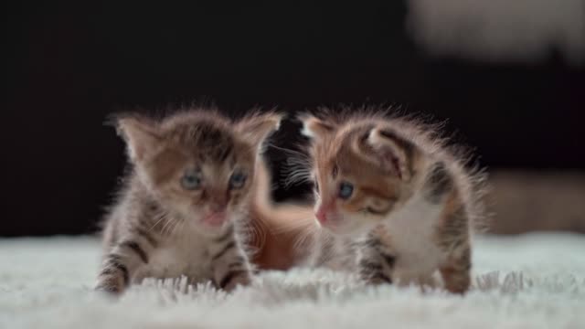 CAT: Hello Kittens