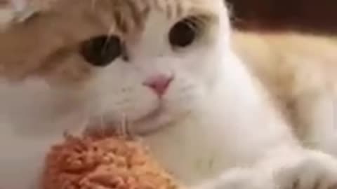 cute cat