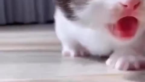 #cat