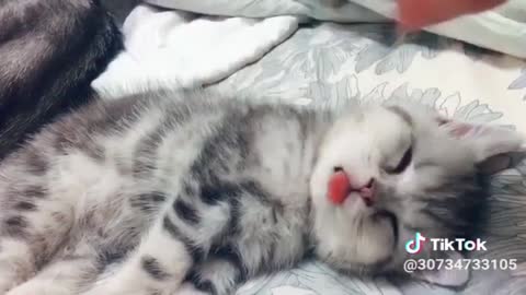 Super Cute Cat But Very Sleepy