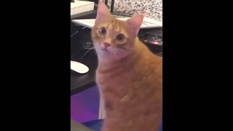 Cat makes a BANGER song at home while the humans are away