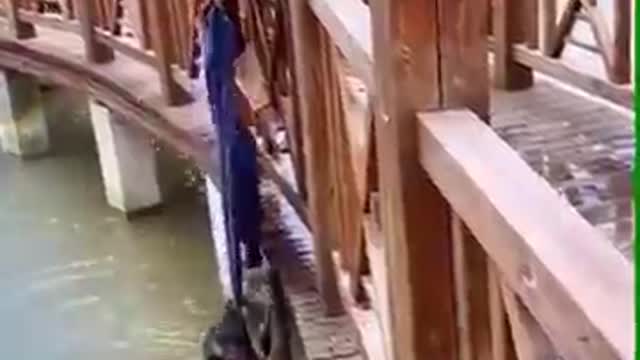 OMG Crocodile attack on dog in water