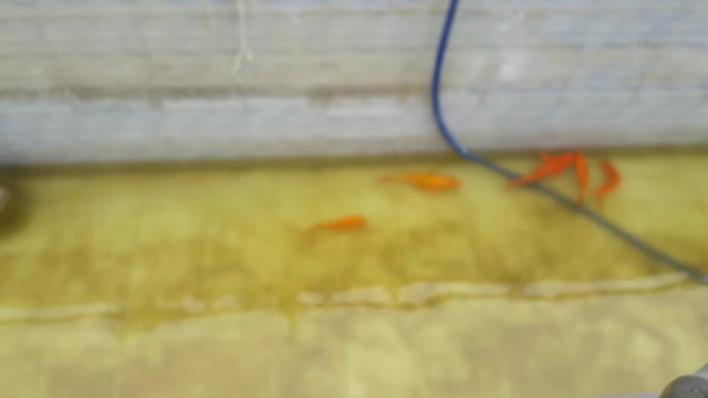 fish
