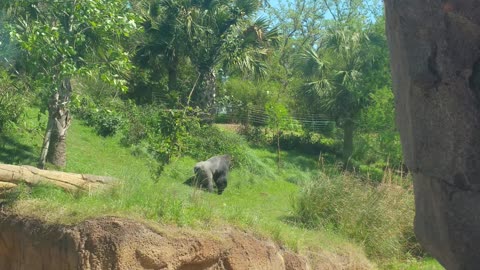 Gorilla at the zoo