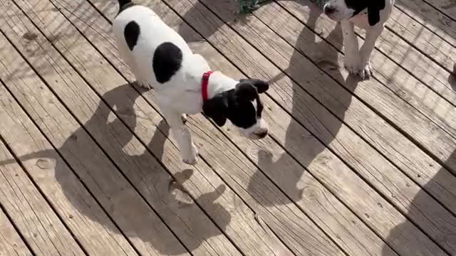 7 week old English Pointer Puppies