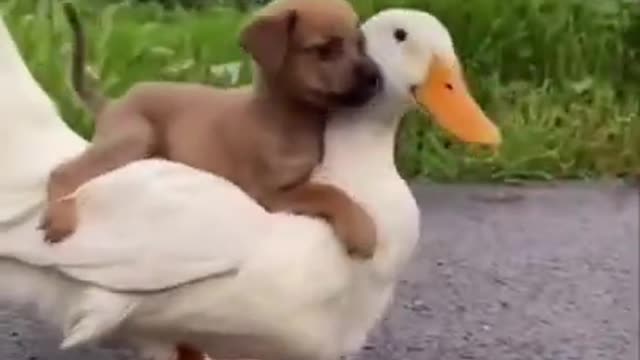 Funny Animals - Dog Takes a Ride on Duck | Funny Pet Videos