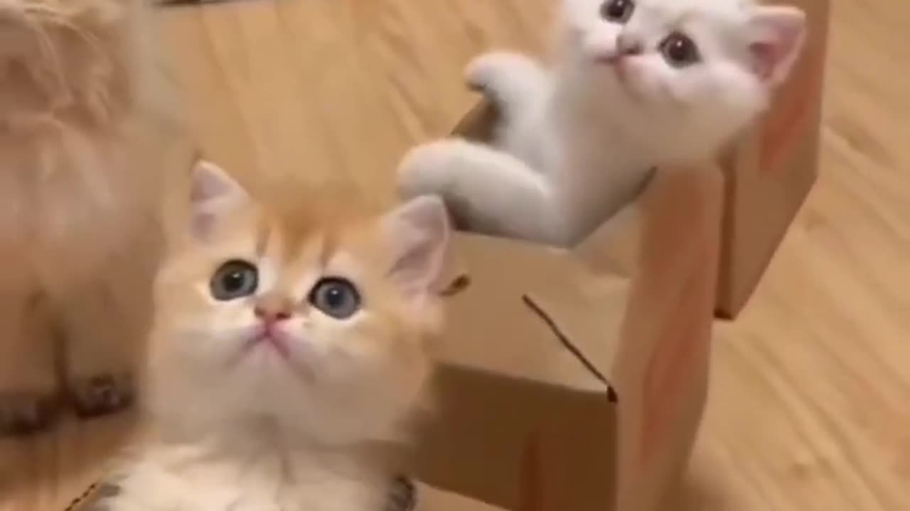 Cute and Funny Cat Videos Compilation | Cute pet care #cat #cutecat #funnycatvideos #kitten