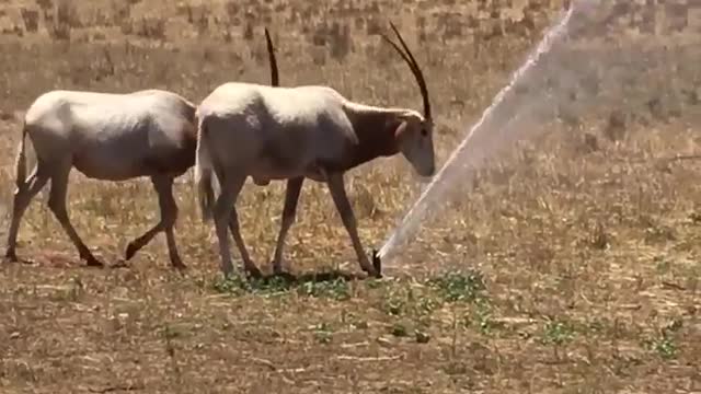 Horned Oryx cooling down in the sprinklers